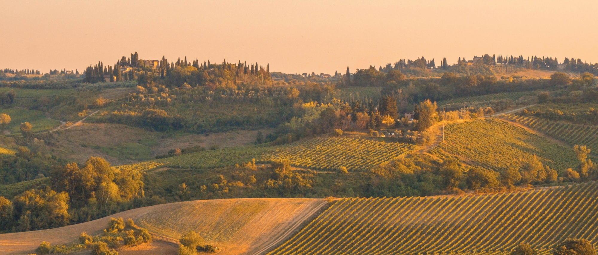 Single Vineyard vs Blends
